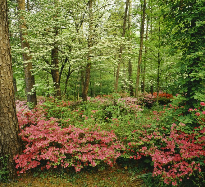 Discover The Forest